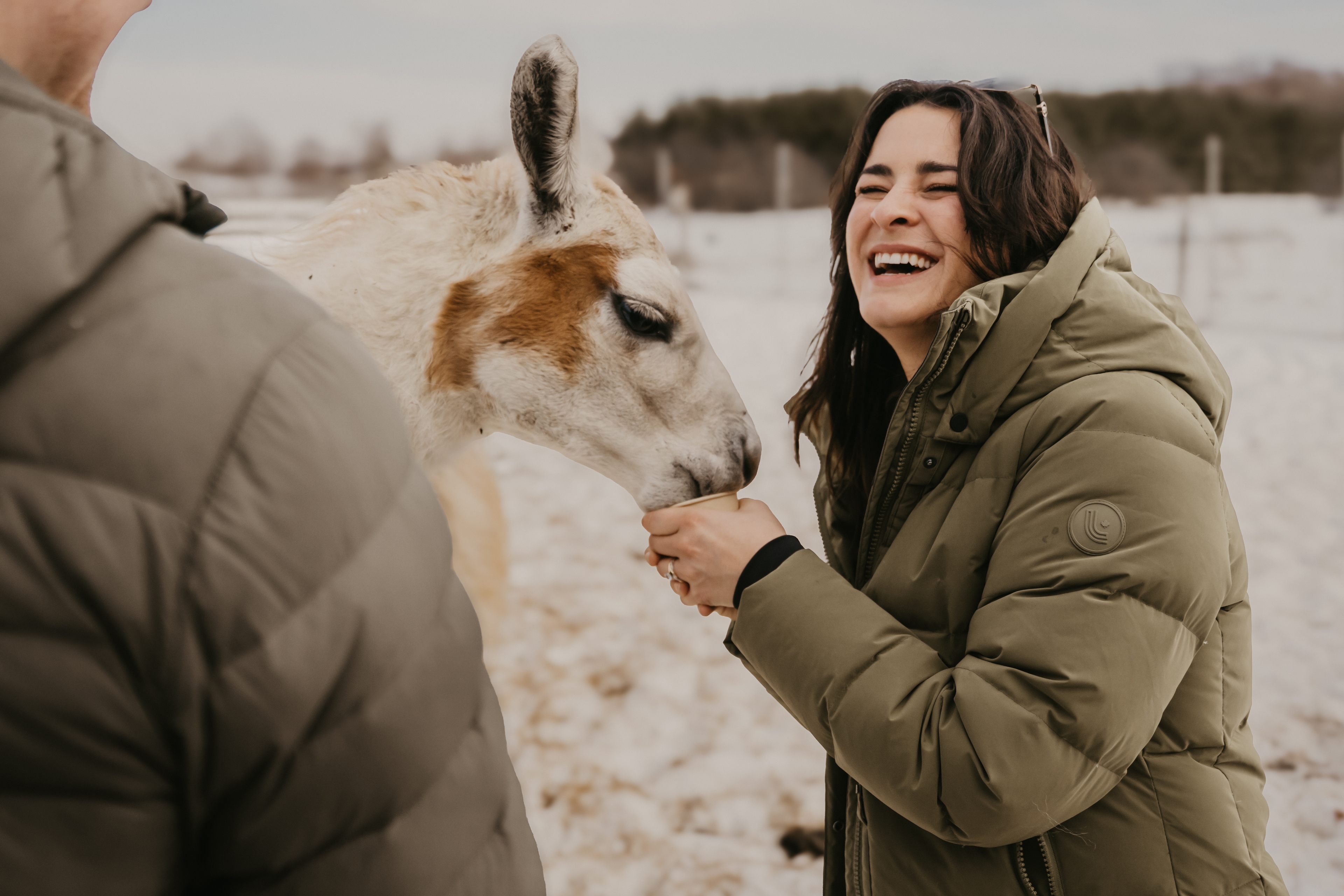 Woman laughing as an alpaca eats food from her hands during a winter walk at Alpine Ridge Alpaca Farm. Part of the Apple Pie Trail in The Blue Mountains.