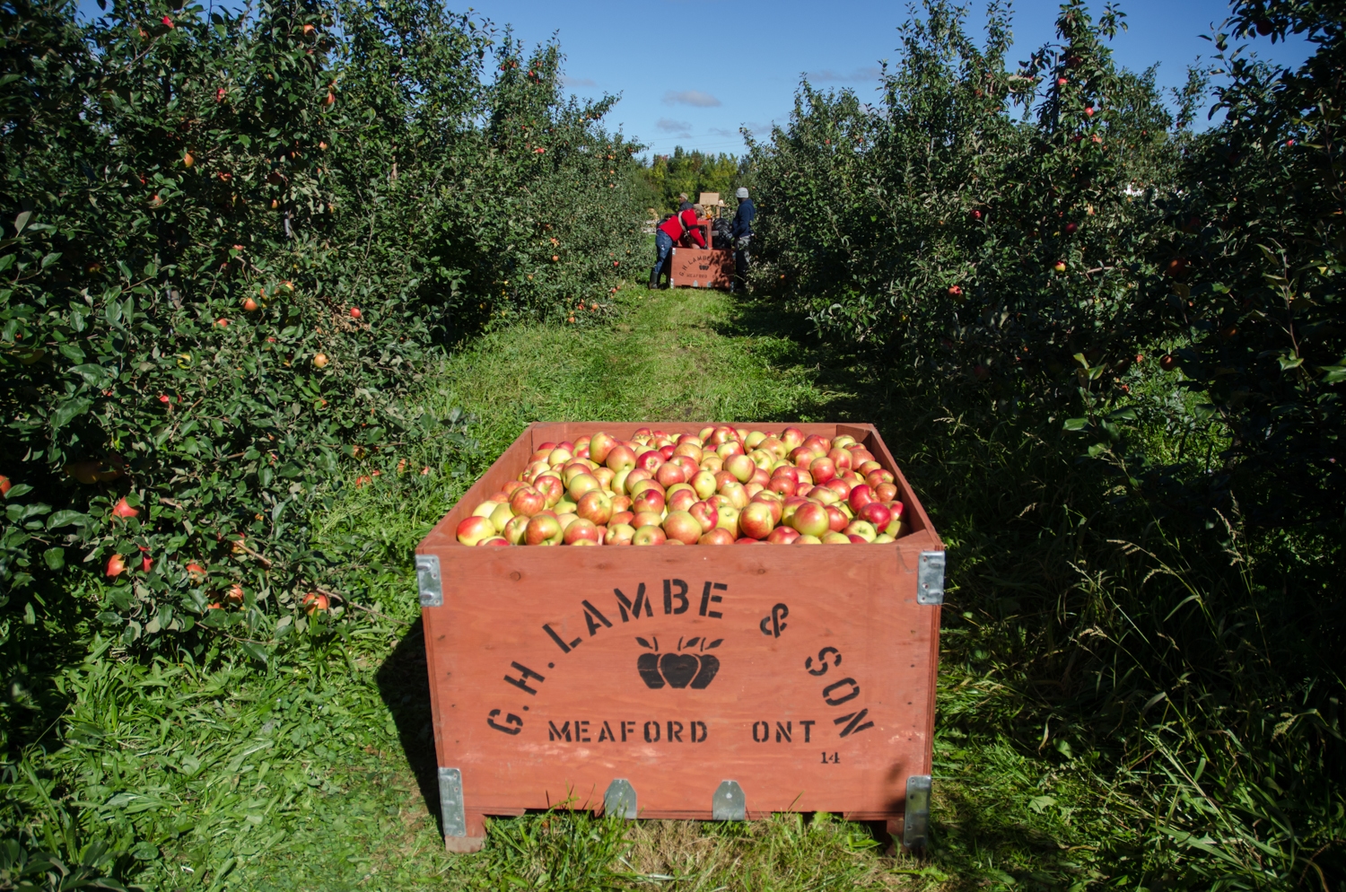 A photo of a bin of apples on an apple farm.