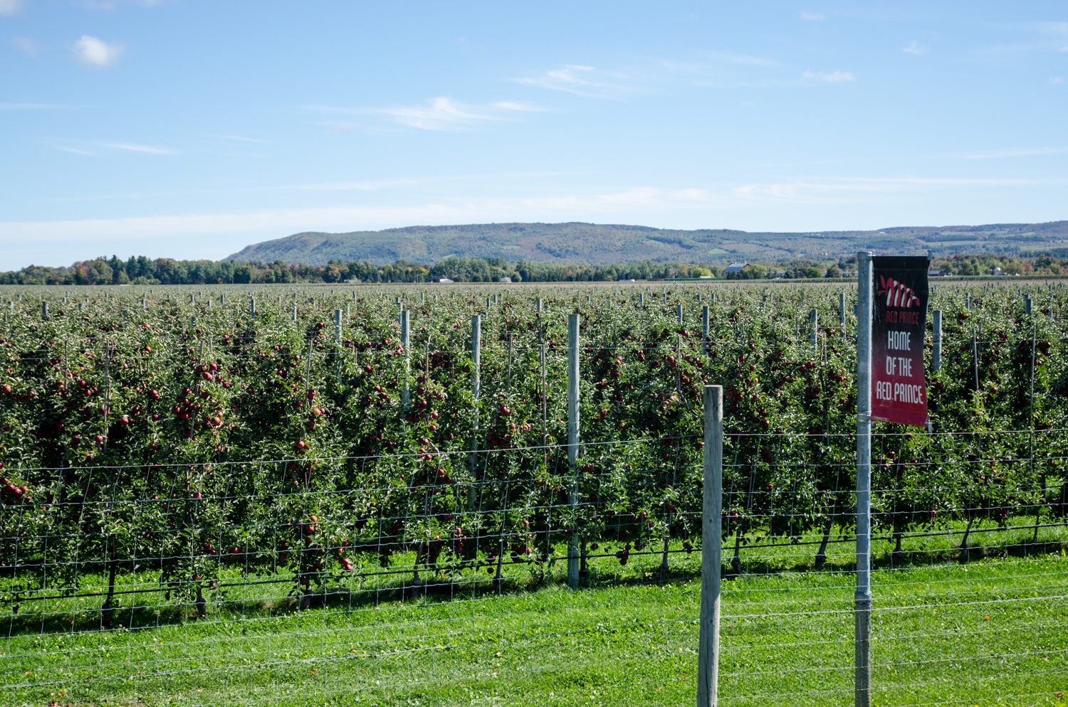 A landscape shot of an apple farm with the escarpment in the background. 