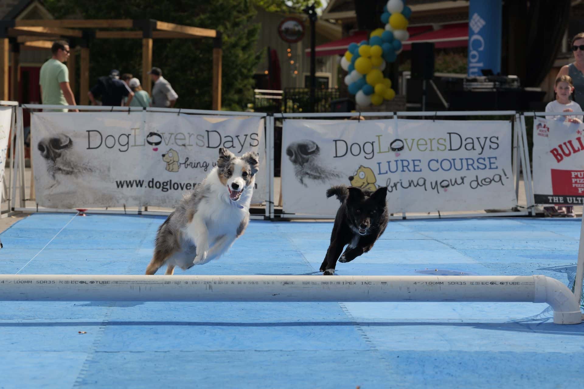 Two dogs running through the Dog Lovers Lure Course pop up in the Village during Bark N Blue