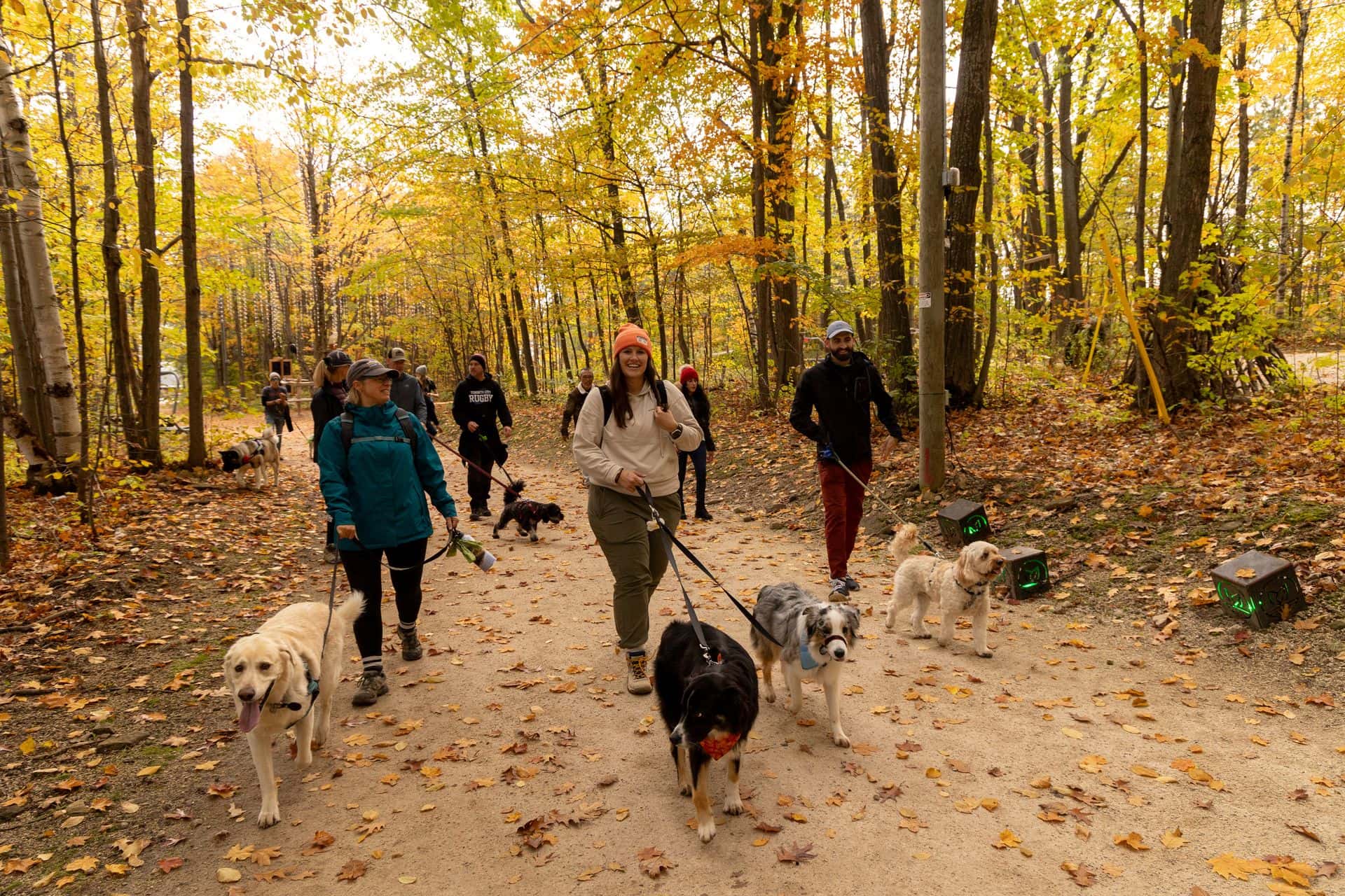 A group of hikers and their dogs walking through the auburn forests on a guided-hike through the Blue Mountain Explore Park on a Fall morning for Bark N Blue.