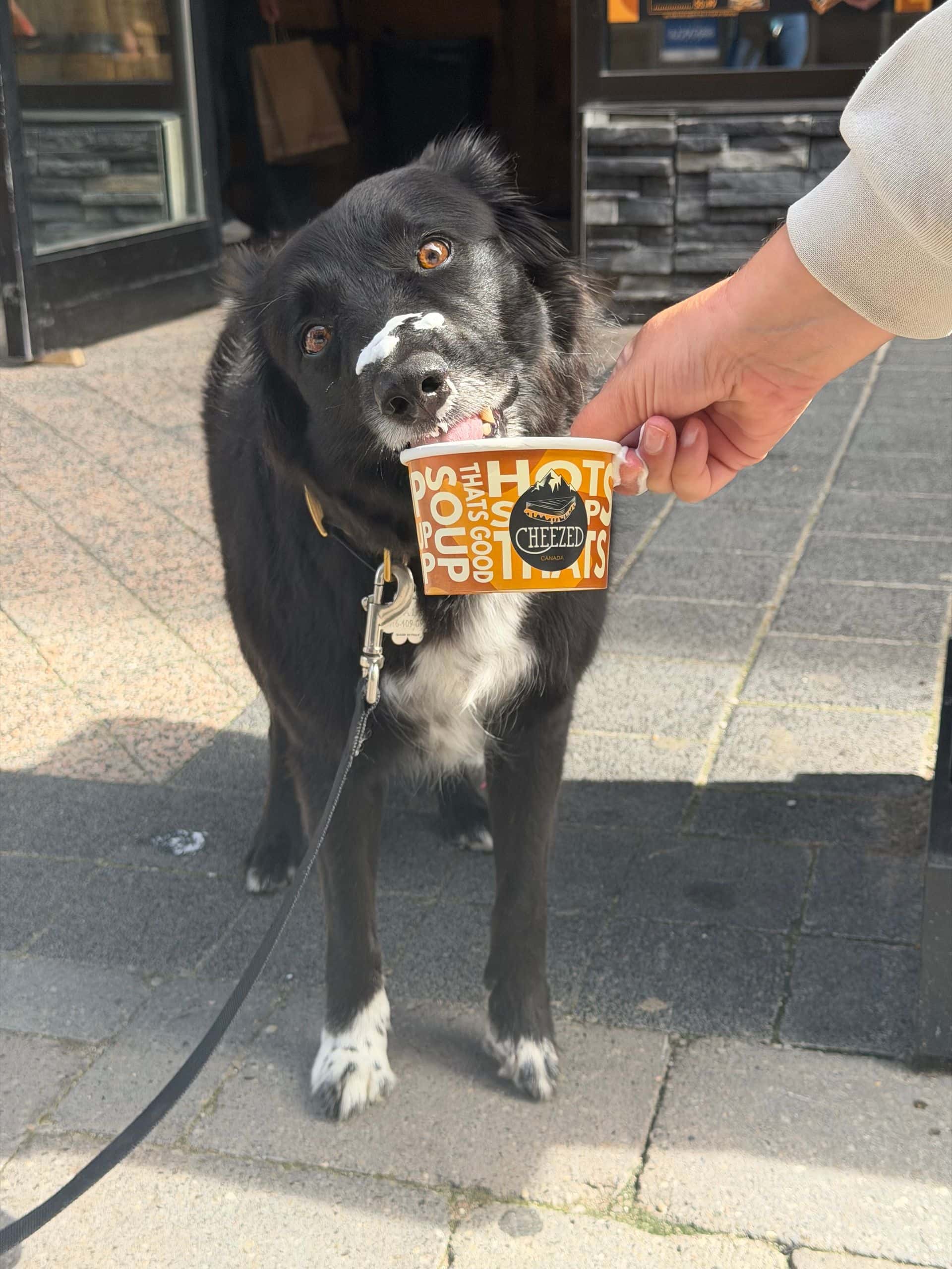 A black border collie licking at a whipped cream pup cup outside of Cheezed in Blue Mountain Village.