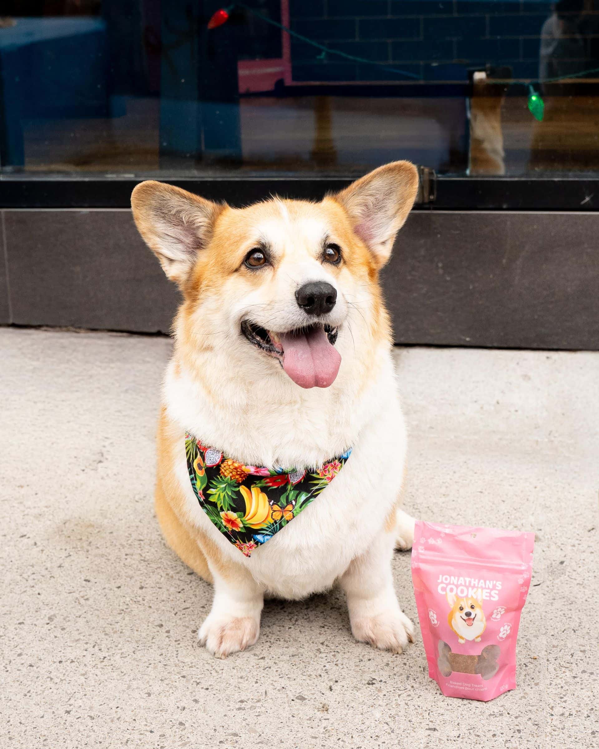 Jonathan the Corgi, pet to Craig Pike of Craig's Cookies, poses with a bag of their new dog treats, Jonathan's Cookies.