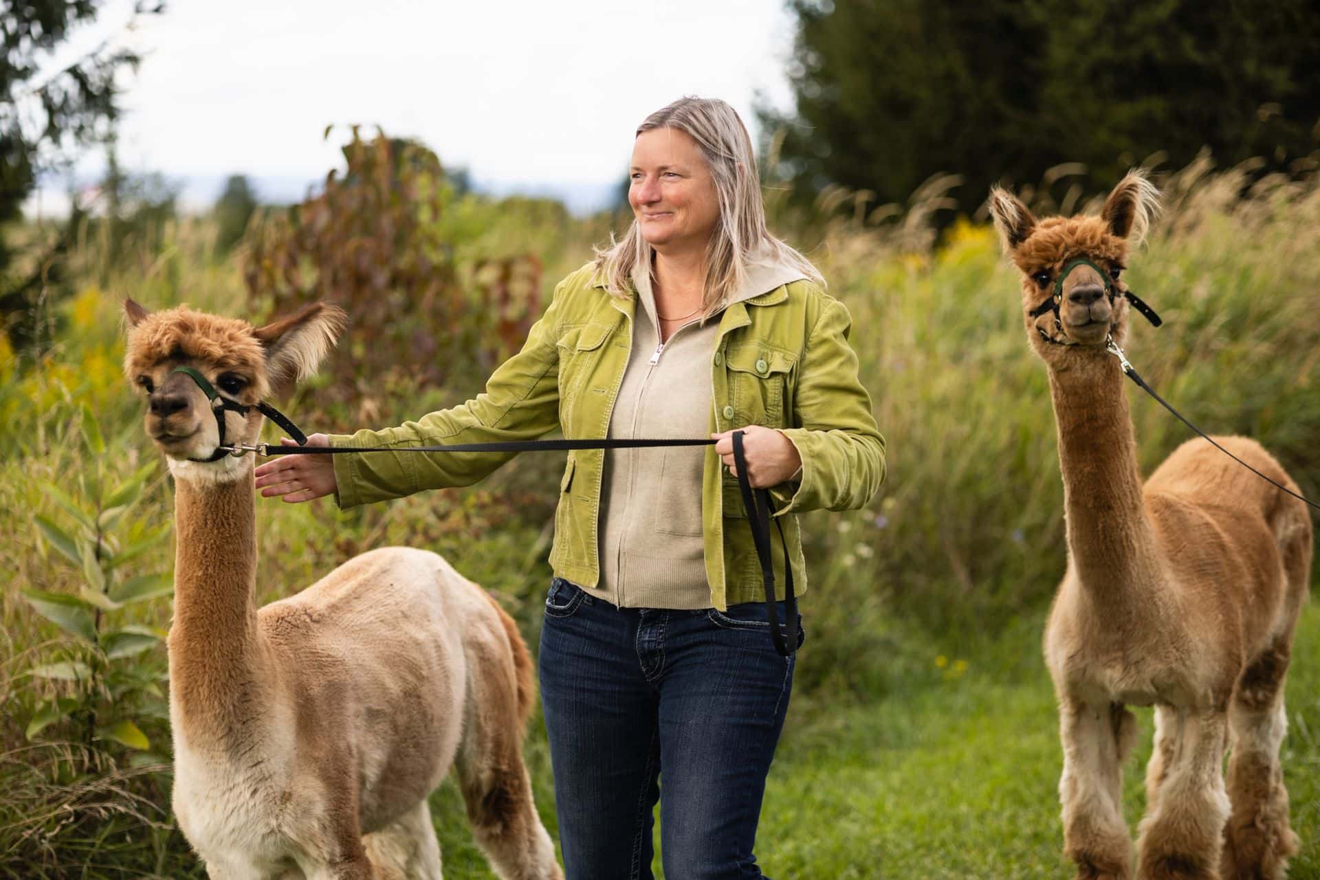 A woman walking two alpacas along the orchards at Alpine Ridge Alpacas, part of the Apple Pie Trail in the Blue Mountains.