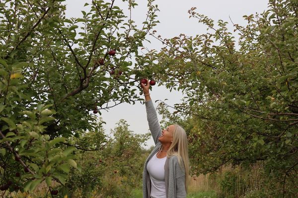 A lady picking apples on an apple farm. 