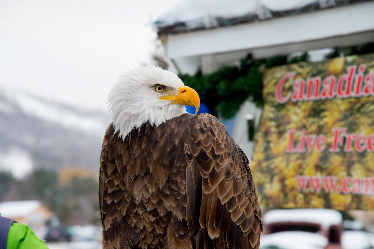 Close up shot of a large bald eagle in the Village during an educational Birds of Prey Show by the Canadian Raptor Conservancy