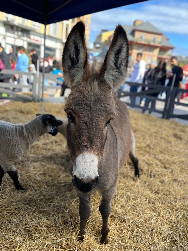 A closeup of Doris the Donkey at Barnyard Bonanza in the Village during Apple Harvest Festival Weekend,