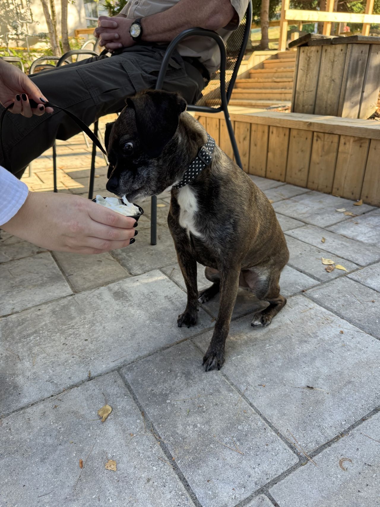 A dog enjoying a pup cup with their owner outside on the Jozo's patio.