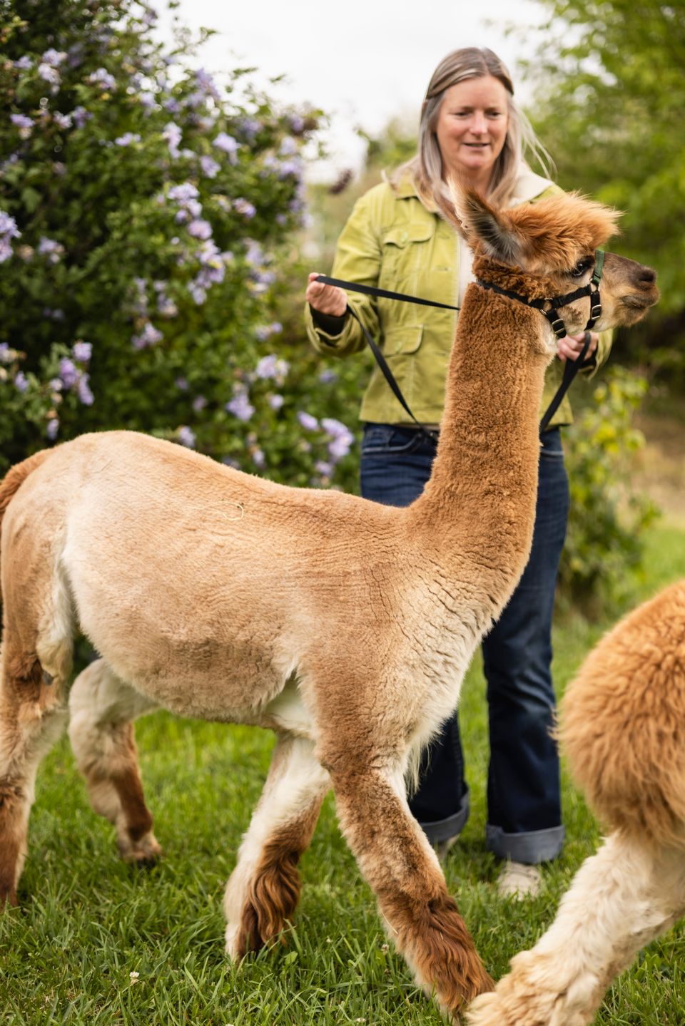 A woman walking two alpacas along the orchards at Alpine Ridge Alpacas, part of the Apple Pie Trail in the Blue Mountains.