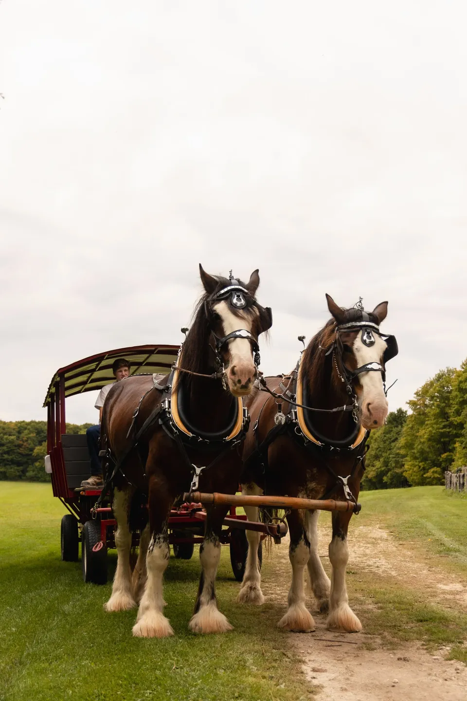 Two Clydesdale horses pulling a wagon along the trail at Valley Ridge Family Farm on a warm Summer evening.